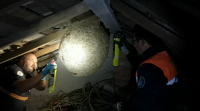Retiran un niño de velutina de case dous metros de diámetro nun faiado en Cuntis