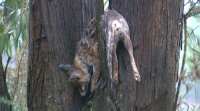 Aparece un raposo morto e colgado dunha árbore preto dun colexio en Santiago