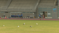 Os clubes de atletismo coruñeses adestran nas pistas da Universidade pola falta de instalacións municipais