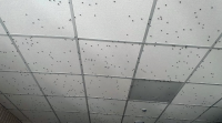 Alumnos dun instituto de Nigrán conviven cunha molesta praga de moscas