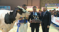 138 vacas competirán en Lalín no Concurso Autonómico da Raza Frisoa