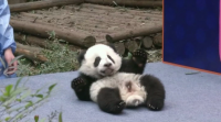 Nove osiños panda, a grande atracción da cidade chinesa de Chendu
