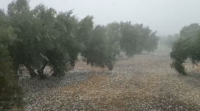 Unha treboada de pedrazo dana campos de oliveiras de Xaén