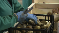 Estúdase aumentar o cultivo de cogomelos a grande escala en Galicia