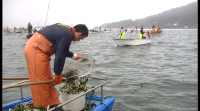 Este luns comezan os estudos das especies para prever a campaña marisqueira