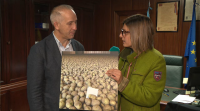 A praga da couza mantén en alerta os produtores de pataca na zona de Carballo