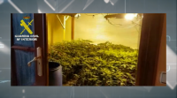 Incautadas 4.400 plantas de marihuana  en Lalín e Agolada