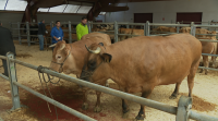 Véndese unha vaca de 1.100 quilos por 5.000 euros no mercado de Amio