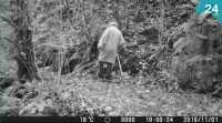 Primeiras imaxes do Apalpador gravadas con cámara oculta no Courel