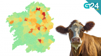 Cales son os concellos galegos con máis vacas por habitante?