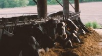 Unións Agrarias daralle credibilidade ao plan lácteo se a Xunta o dota de orzamento