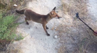 Unha raposiña posa ante as cámaras no Parque Natural das Dunas de Corrubedo
