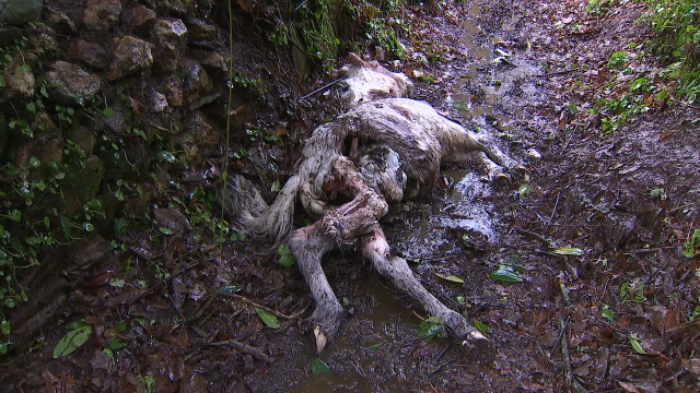 Desartellada unha rede que simulaba ataques de lobos