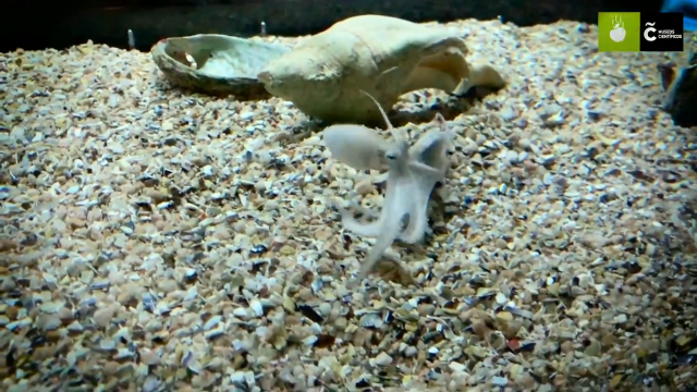 O acuario da Coruña amosa por primeira vez polbos criados en catividade