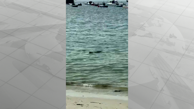 Aparece unha foca na praia de Canido en Vigo para sorpresa dos bañistas