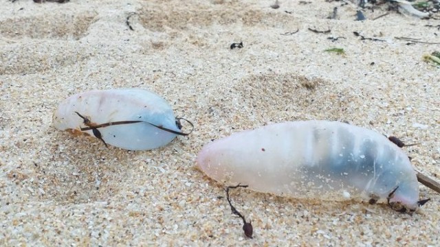 Aparecen exemplares de carabelas portuguesas en praias das Rías Baixas