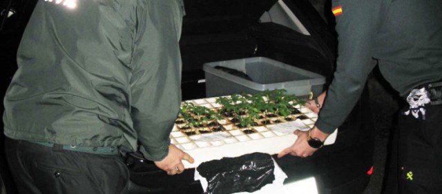 A Garda Civil investiga doce persoas tras desmantelar varias plantacións de droga no Baixo Miño