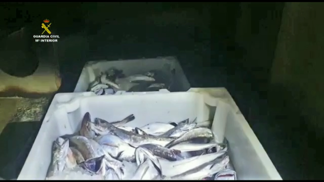 Comisados 143 quilos de pescada inmadura no porto de Ribeira