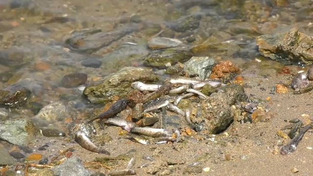 Murcia retira nunha semana 4,5 toneladas de peixes mortos das beiras no Mar Menor