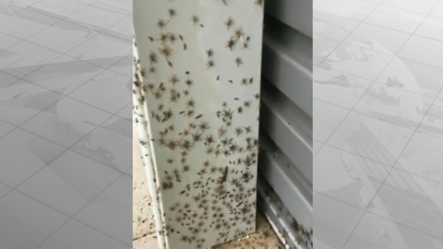 Un exército de arañas foxe das inundacións en Australia e invade as casas