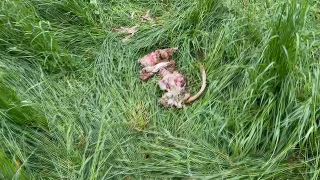Novo ataque de lobos ao gando na provincia de Lugo