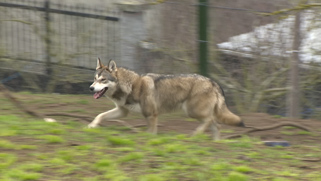 A Xunta está a actualizar o censo do lobo ibérico en Galicia