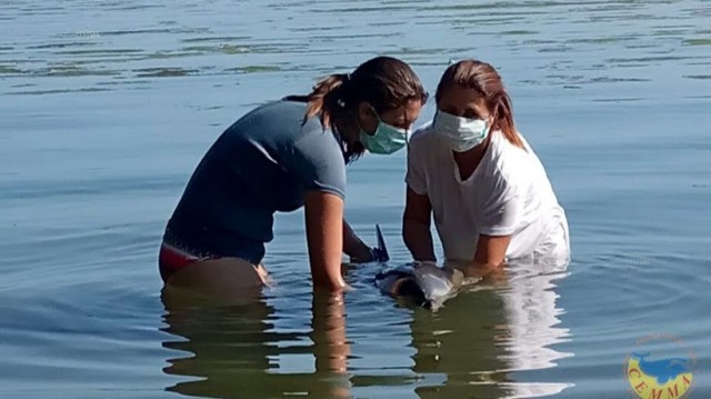 Atopan catro golfiños, dous morreron, embarrancados na ría de Arousa