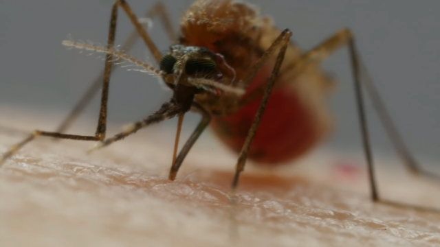 O virus do Nilo deixa xa catro falecidos en Sevilla