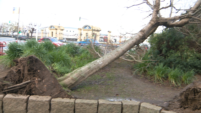 O vento arrinca dúas árbores da Palloza, no centro da Coruña