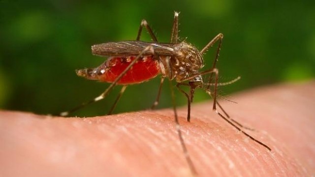 16 hospitalizados, 5 na UCI, por un gromo de meninxite asociado a mosquitos en Sevilla