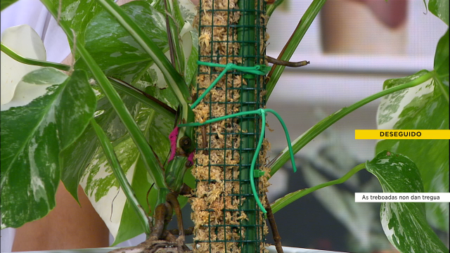 As plantas tamén necesitan titores, aprendemos a facelos con Plantitis Crónica
