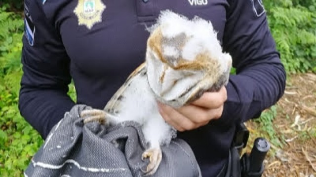 A Policía Local de Vigo rescata unha cría de curuxa desnutrida tras caer do niño