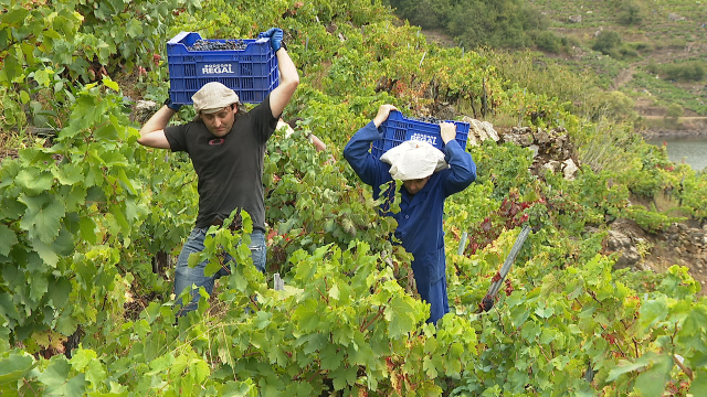Finaliza a vendima máis produtiva da historia na Ribeira Sacra