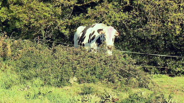 A oposición deixa só o conselleiro do Medio Rural na negociación da PAC