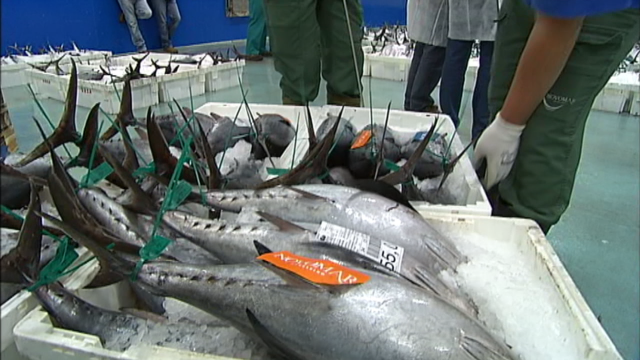 22.800 quilos de bonito na primeira poxa da costeira en Burela
