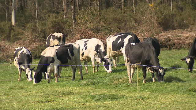 O leite en orixe no mes de febreiro pagouse de media en Galicia a 0,327 euros o litro