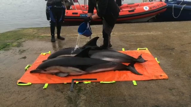 Liberan catro golfiños varados no porto de Taragoña, en Rianxo