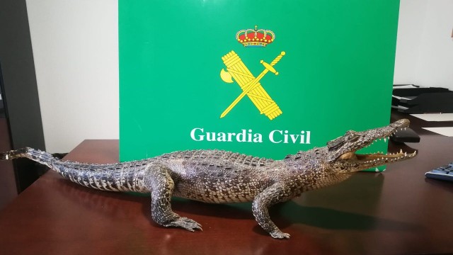 A Garda Civil impide que un veciño de Arteixo venda un crocodilo disecado por Internet