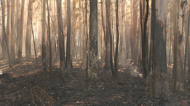 Extinguido o incendio de Salvaterra de Miño que queimou 352 hectáreas