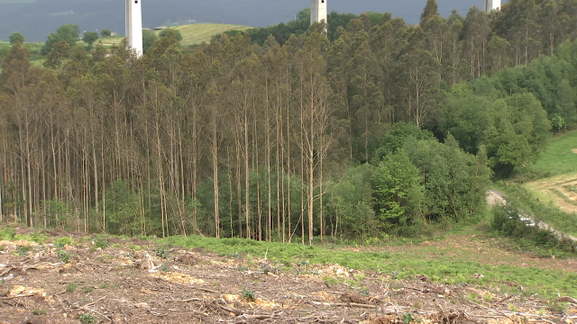 A Xunta propón suspender novas plantacións de eucaliptos e a oposición pide a retirada do plan forestal