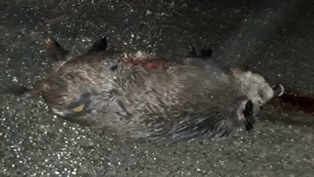 Saen ilesos os tres ocupantes dun vehículo que bateu contra tres xabarís na A-8
