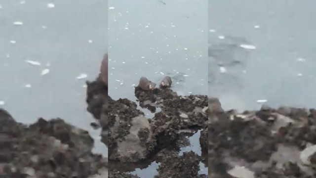 Dúas londras captan a atención dos paseantes na ría de Viveiro