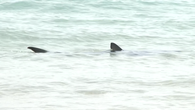 Un tiburón azul visita a praia de Benidorm, que estivo pechada ata guialo a augas abertas