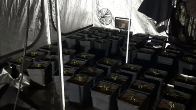 Descobren unha plantación de marihuana tras producirse un incendio