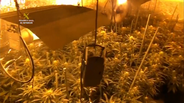 A Garda Civil detén seis persoas por cultivaren marihuana en camións