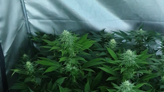 Descobren 350 plantas de marihuana tras saltar varias alarmas por roubos en Abegondo