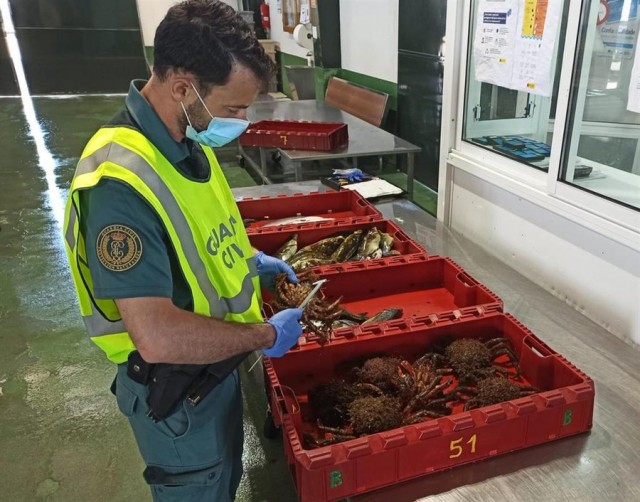 Intervidos en Baiona 26 quilos de centola e 18 de peixe procedentes do furtivismo