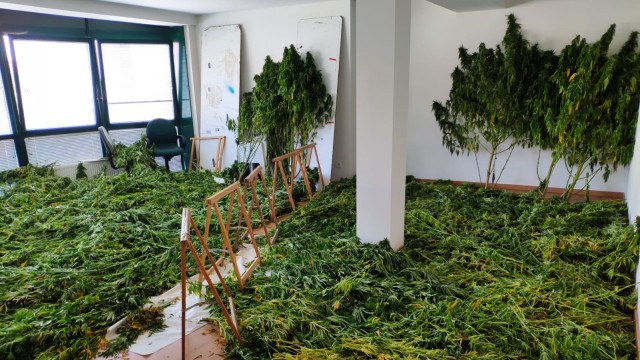 A Garda Civil incáutase de 200 plantas de marihuana en Rairiz de Veiga
