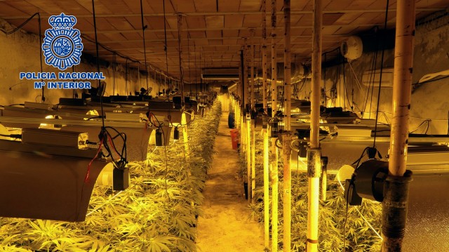 Achan en Toledo a maior plantación subterránea de cánnabis de España