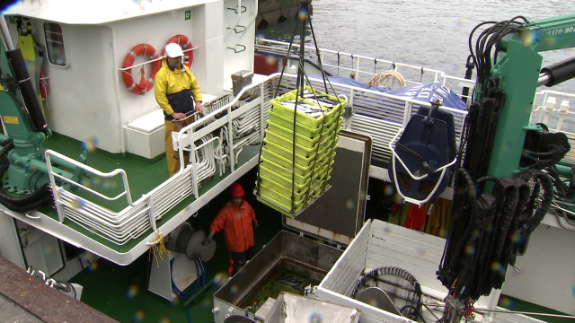 O Goberno aproba cotas pesqueiras provisionais para o primeiro trimestre posbrexit